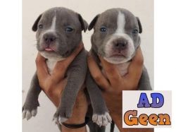 used Excellent Superb Class Quality PitBull Pups For Sale TrustDogsales. 9899803008 for sale 